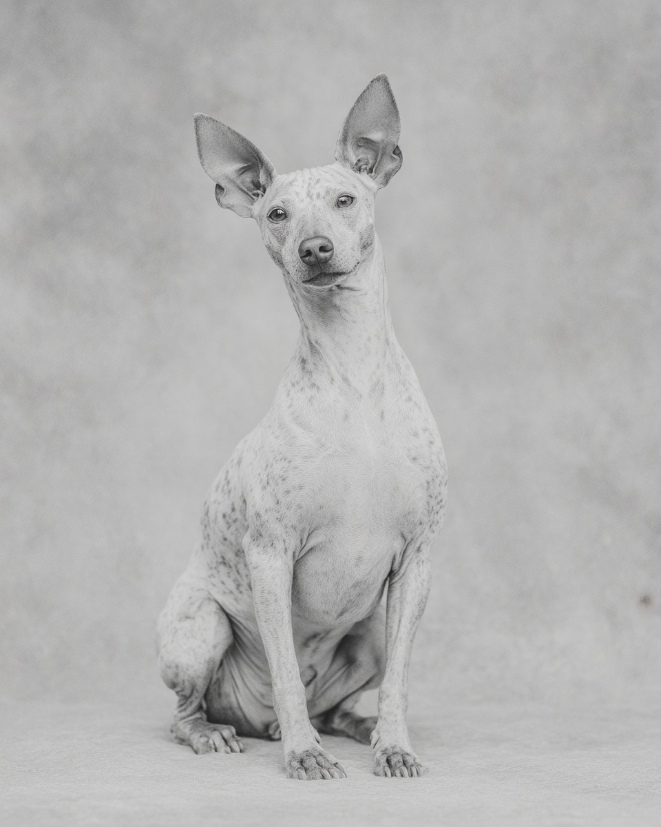 Miniature Pinscher, illustration, with white markings, smooth coat, in fawn stag red, fawn & rust Miniature Pinscher, illustration, with white markings, smooth coat, in fawn stag red, fawn & rust